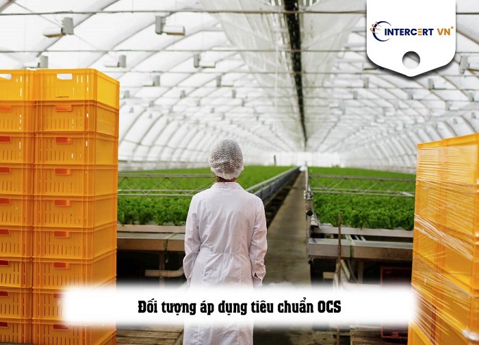 tiêu chuẩn ocs