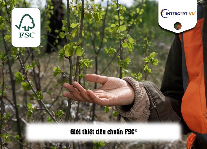 tiêu chuẩn fsc là gì