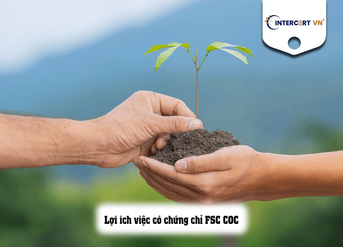 tư vấn fsc coc cho công ty goldsun