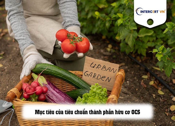 tiêu chuẩn ocs