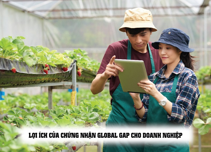 Tiêu chuẩn GLOBAL GAP 