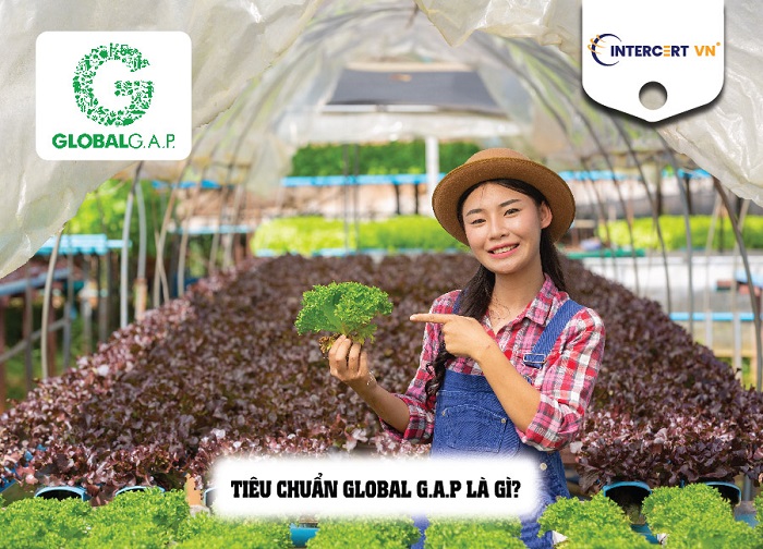 Tư vấn GlobalG.A.P 