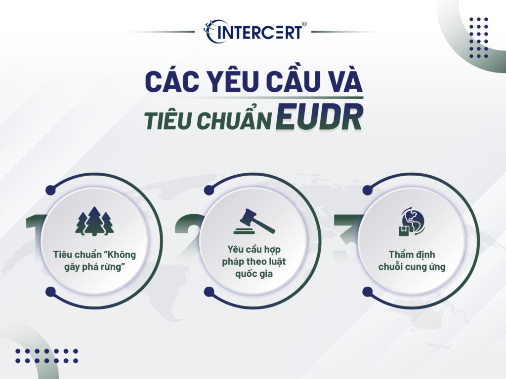 EUDR là gì? Những điều cần biết về Quy định chống phá rừng EU