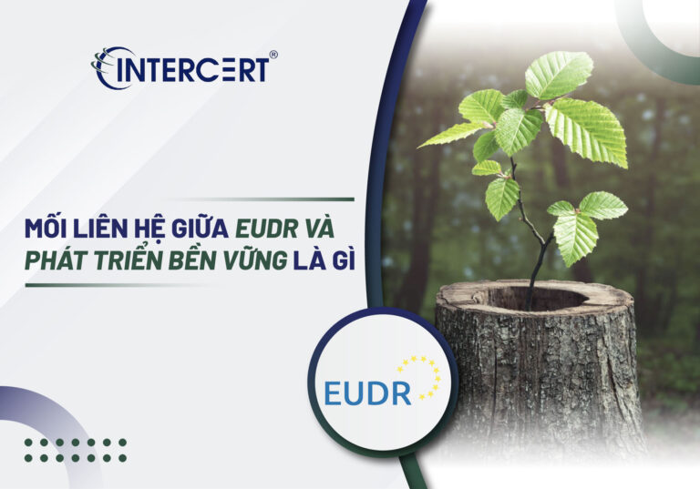 Mối liên hệ giữa EUDR và Phát triển bền vững là gì