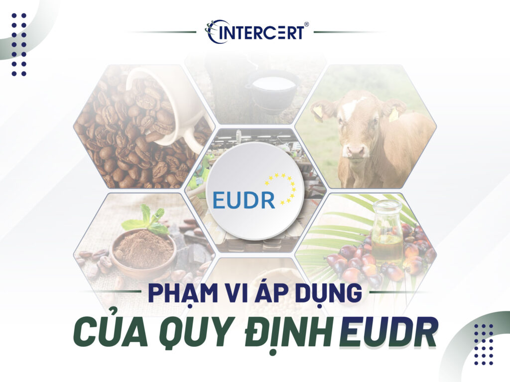 EUDR là gì? Những điều cần biết về Quy định chống phá rừng EU