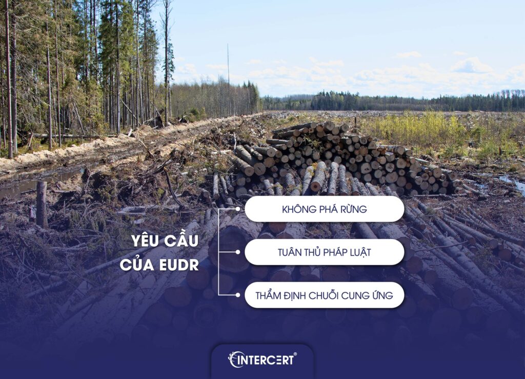 EUDR là gì? Những điều cần biết về Quy định chống phá rừng EU