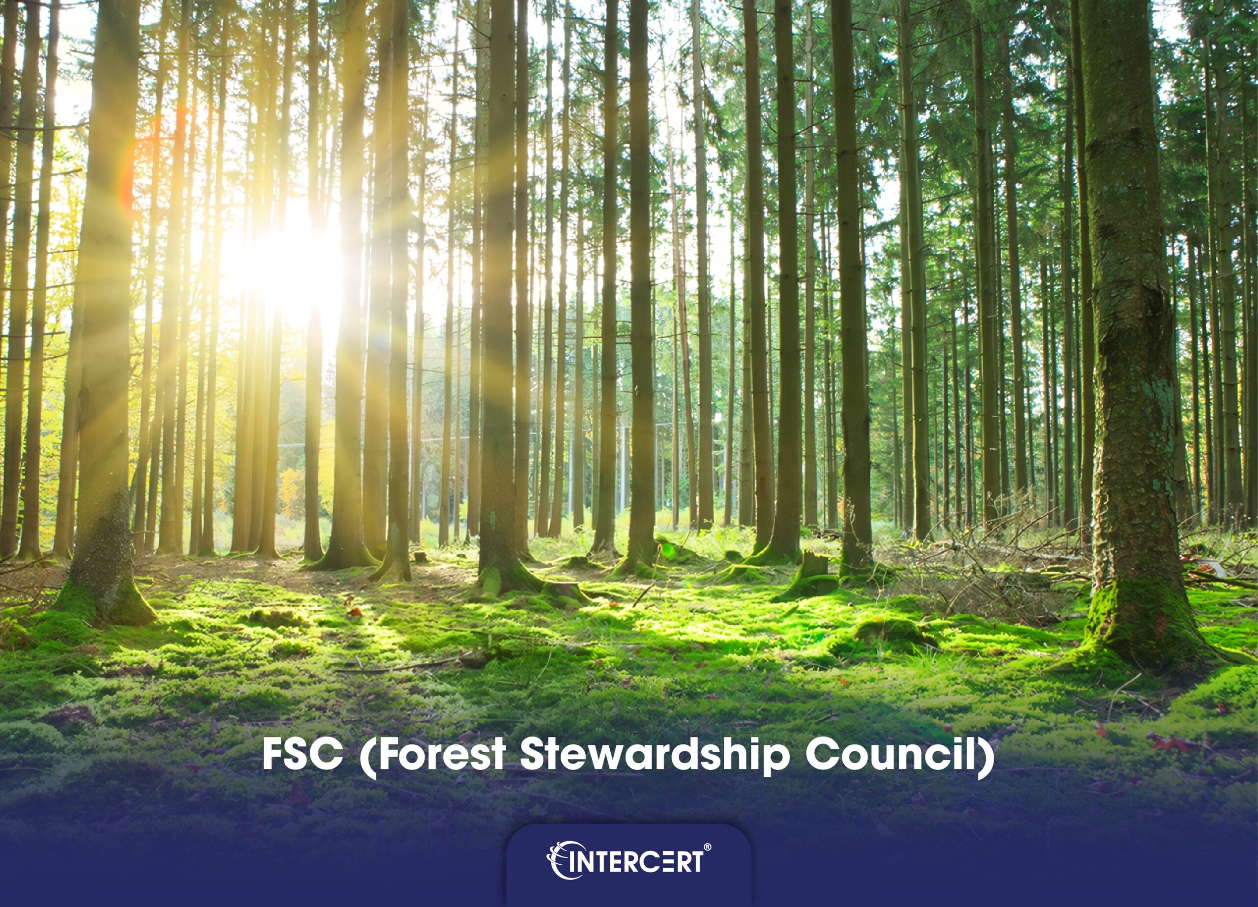 Chứng nhận FSC có đáp ứng EUDR không