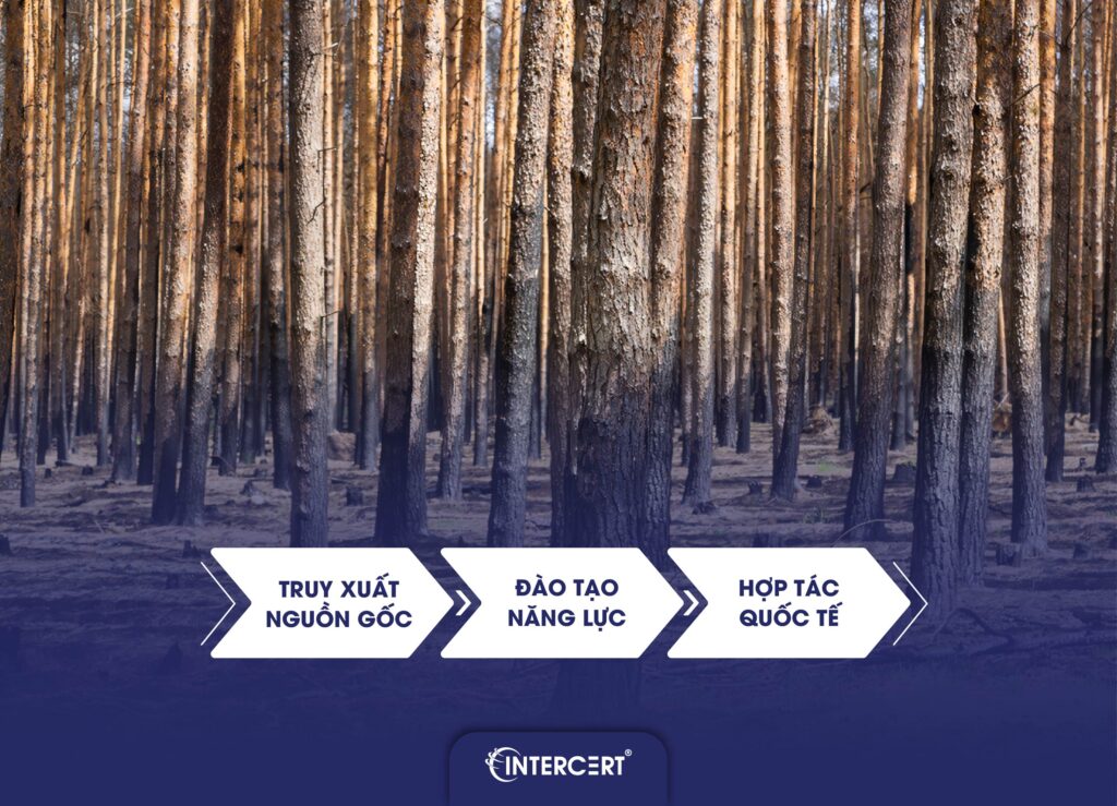 EUDR là gì? Những điều cần biết về Quy định chống phá rừng EU