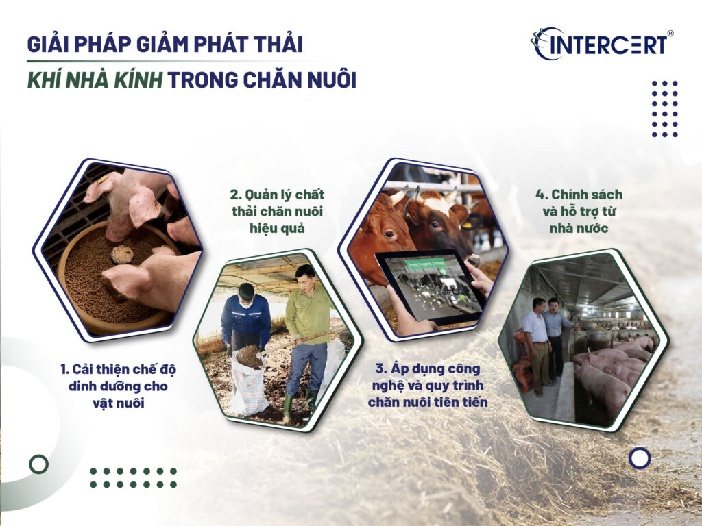 Giải pháp giảm thiểu khí thải nhà kính trong chăn nuôi