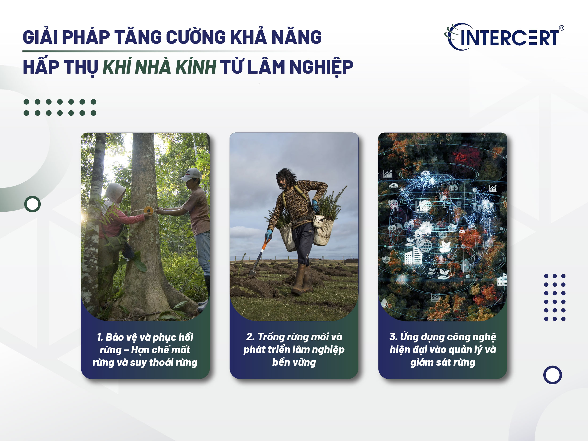 Vai trò của hấp thụ khí nhà kính từ lâm nghiệp với môi trường