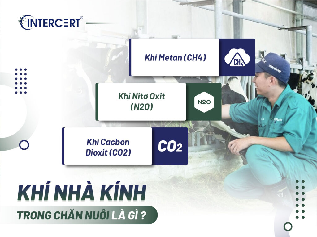Giải pháp giảm thiểu khí thải nhà kính trong chăn nuôi