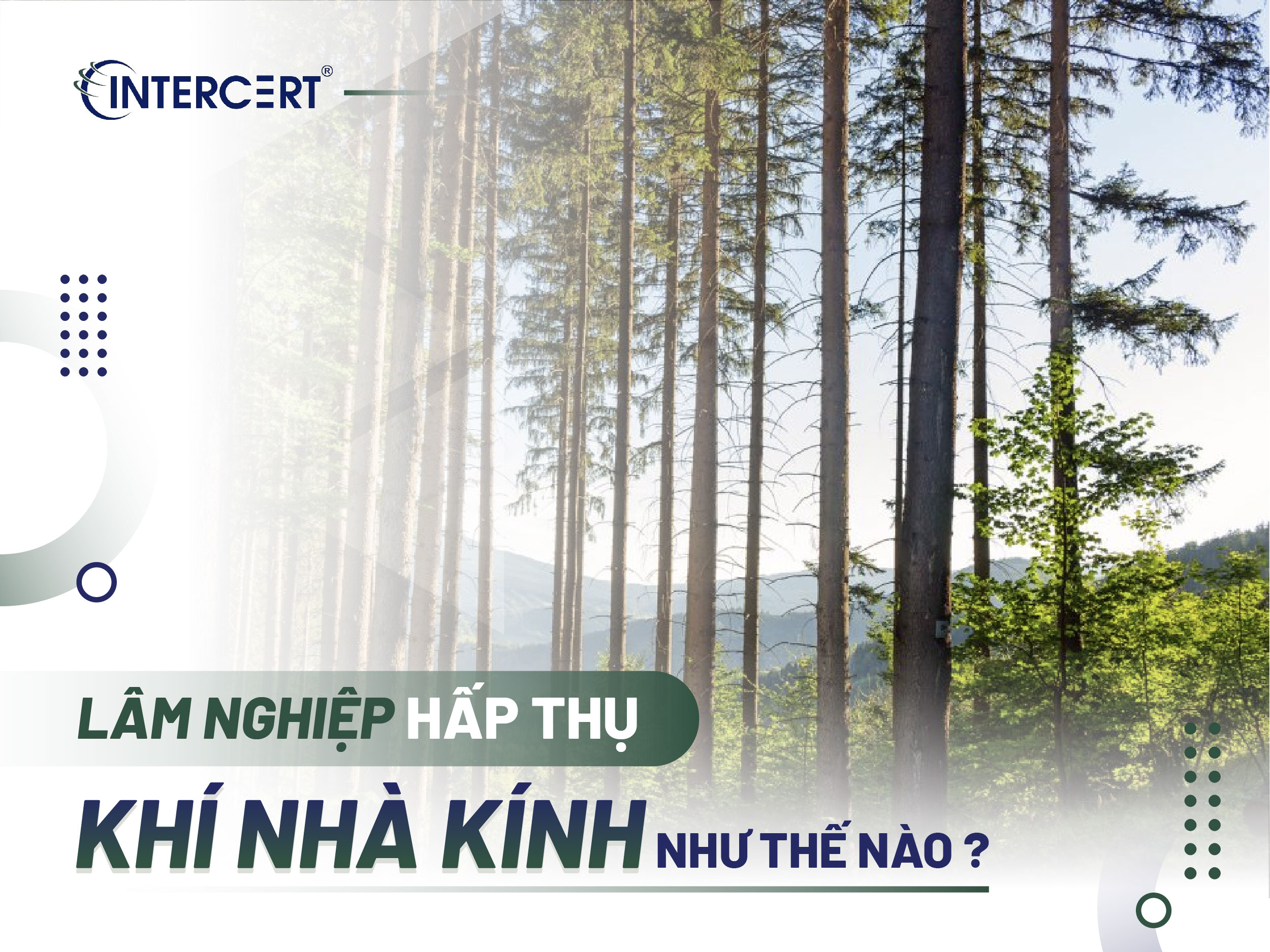 Vai trò của hấp thụ khí nhà kính từ lâm nghiệp với môi trường