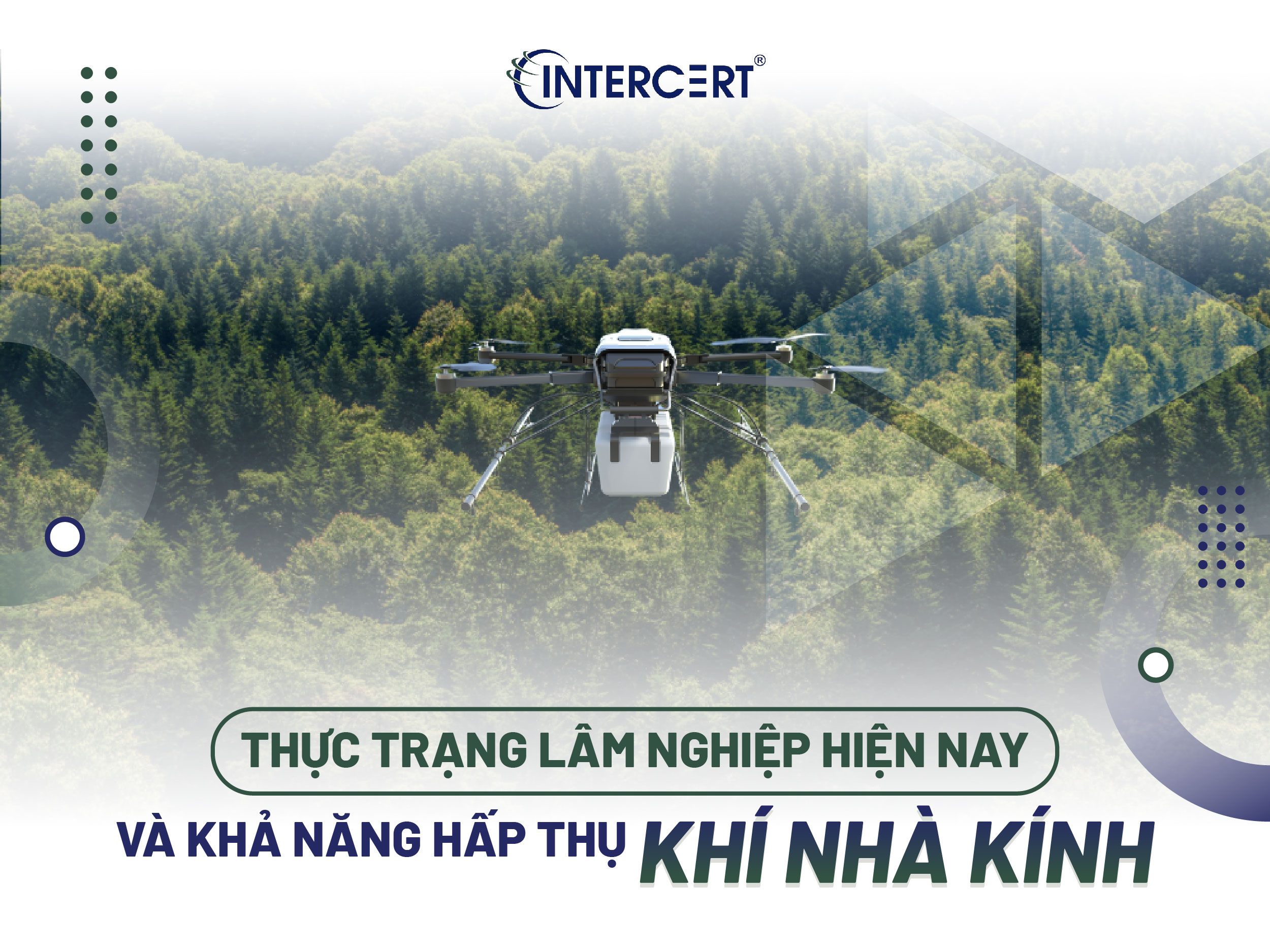 Vai trò của hấp thụ khí nhà kính từ lâm nghiệp với môi trường