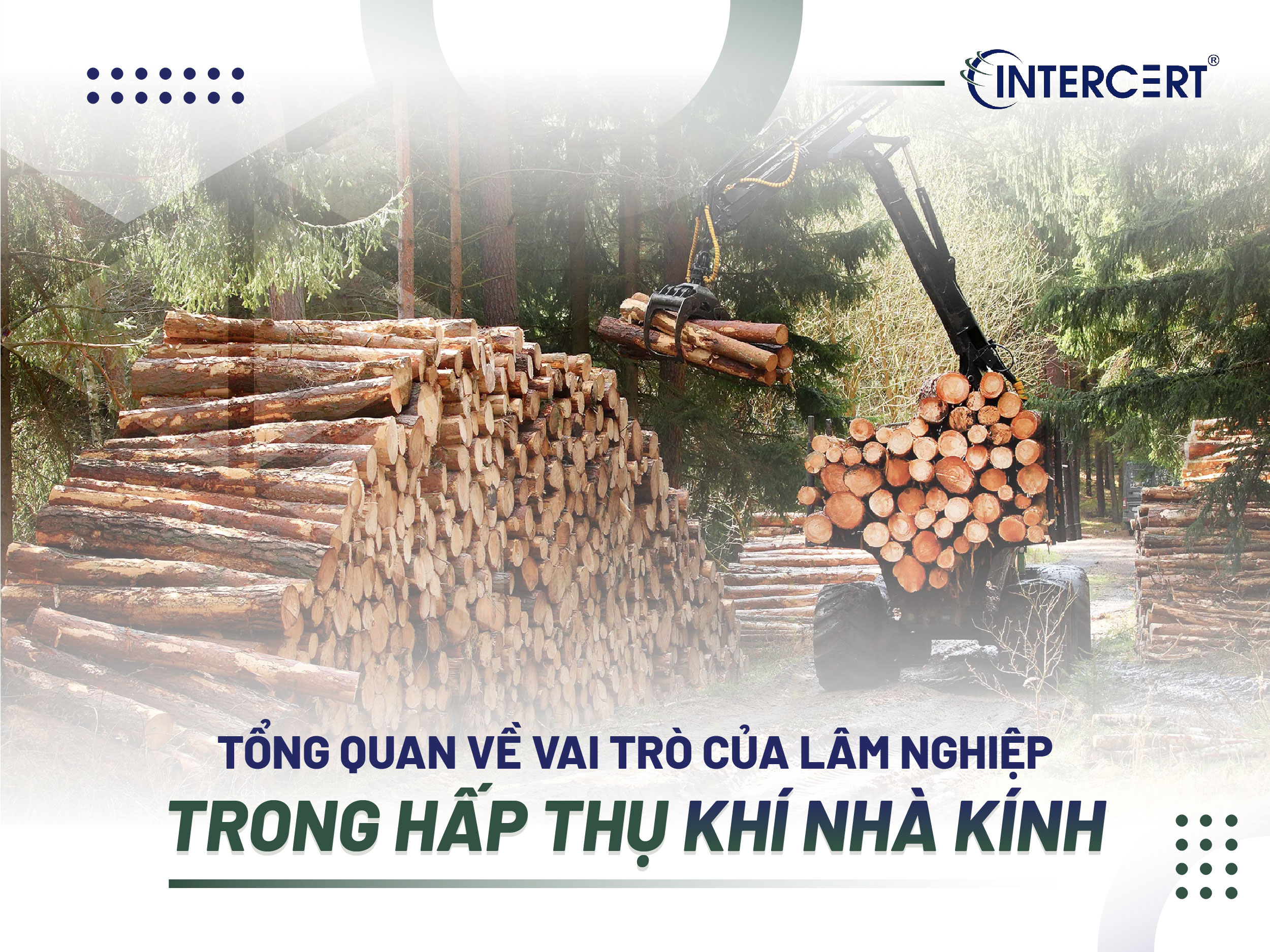 Vai trò của hấp thụ khí nhà kính từ lâm nghiệp với môi trường