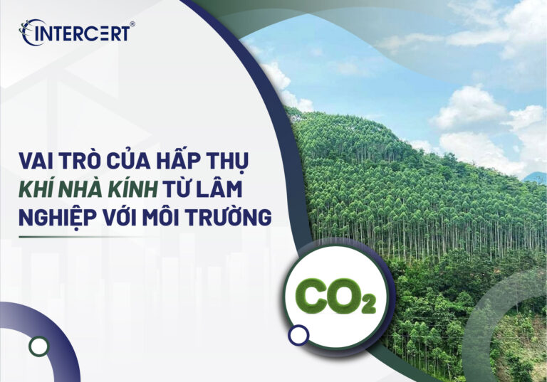 Vai trò của hấp thụ khí nhà kính từ lâm nghiệp với môi trường