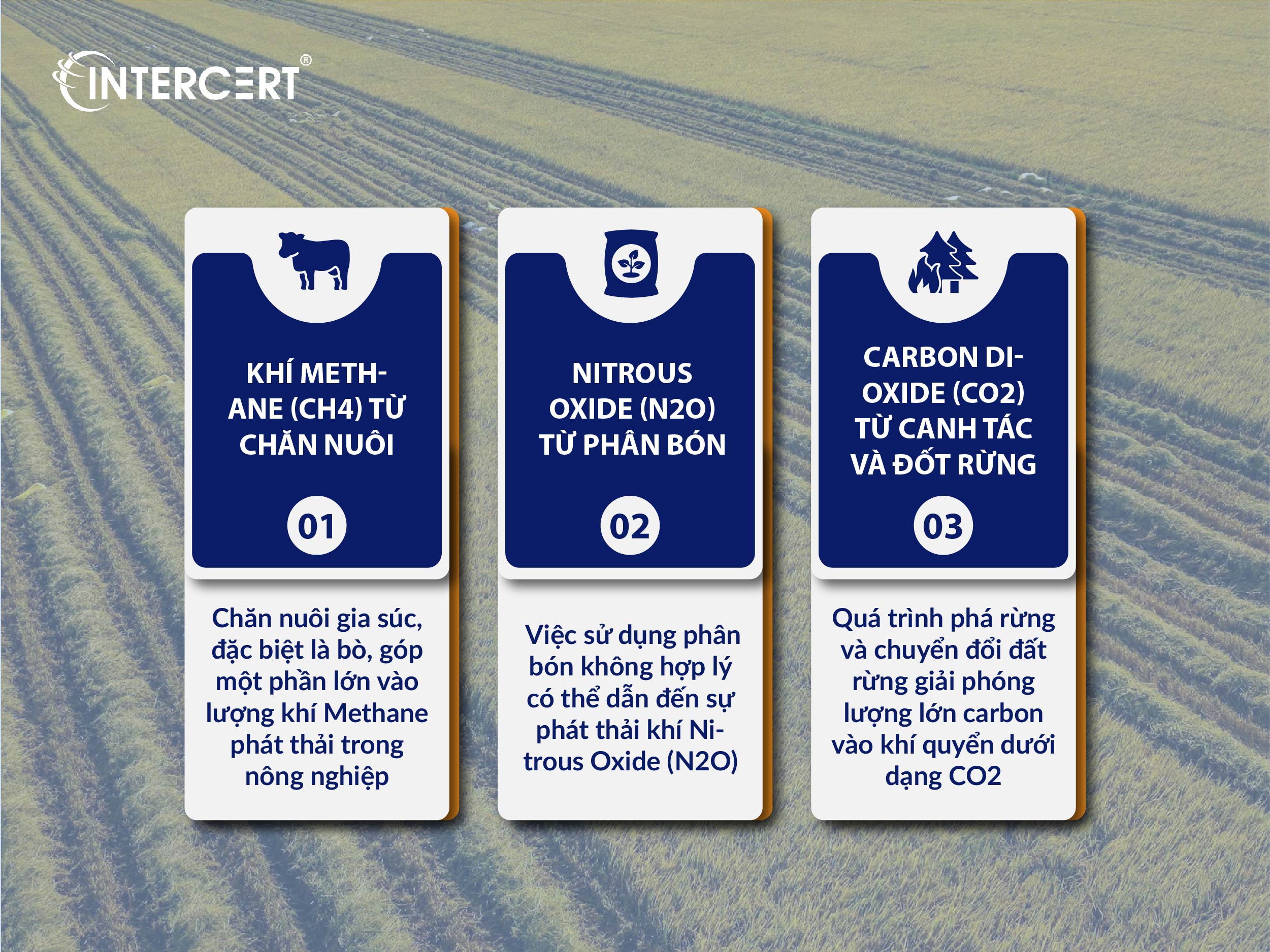 Phát thải khí nhà kính trong nông nghiệp Việt Nam