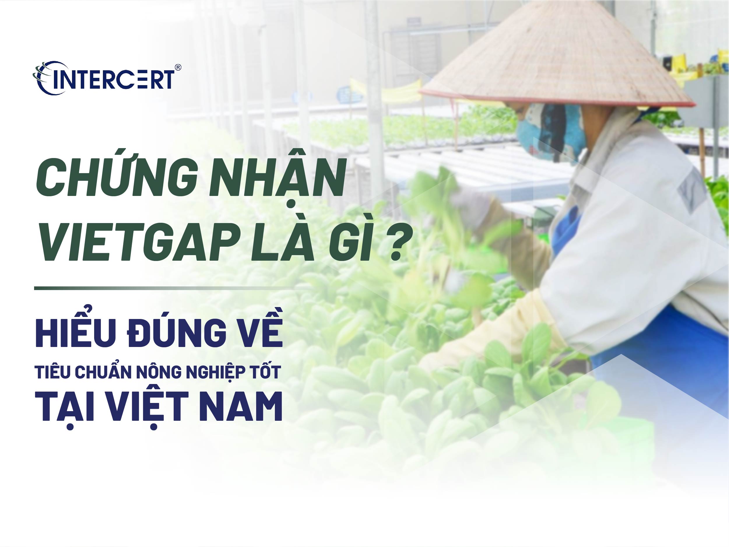 Chứng nhận VietGAP