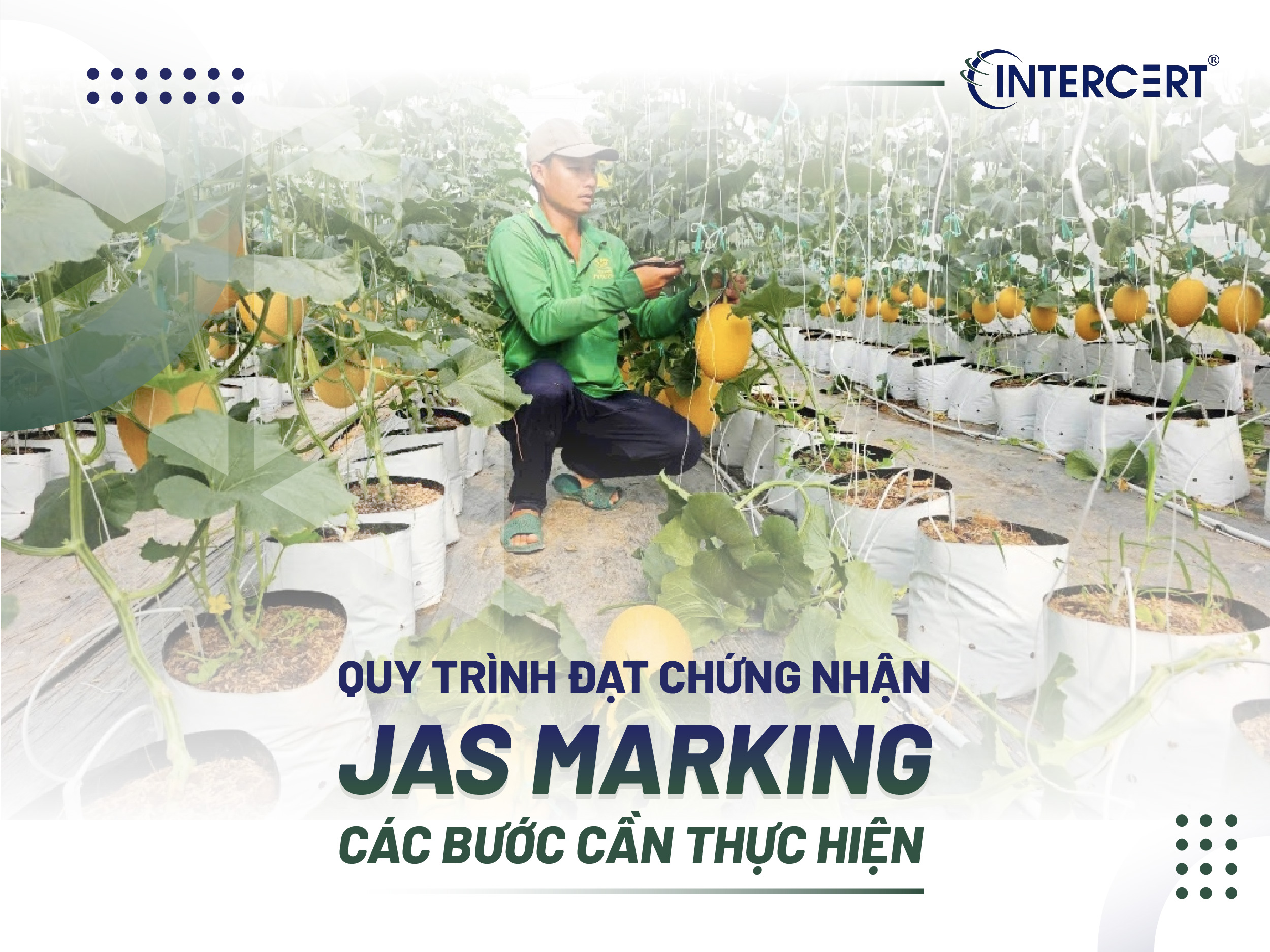 Chứng nhận JAS Marking